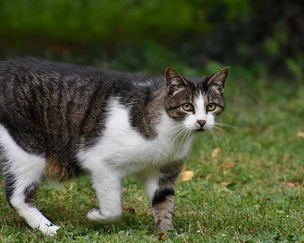 周公解梦做梦梦见猫