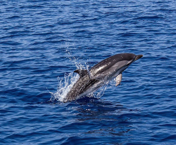 周公解梦做梦梦见海豚