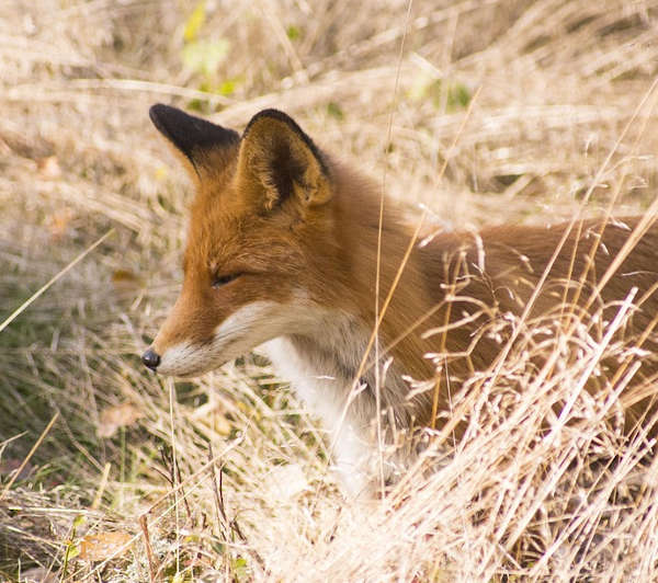 周公解梦做梦梦见狐狸