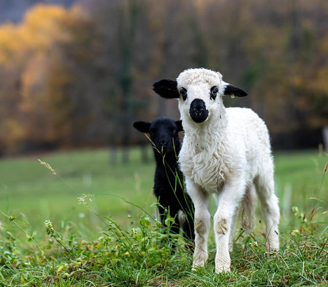 周公解梦做梦梦见羊