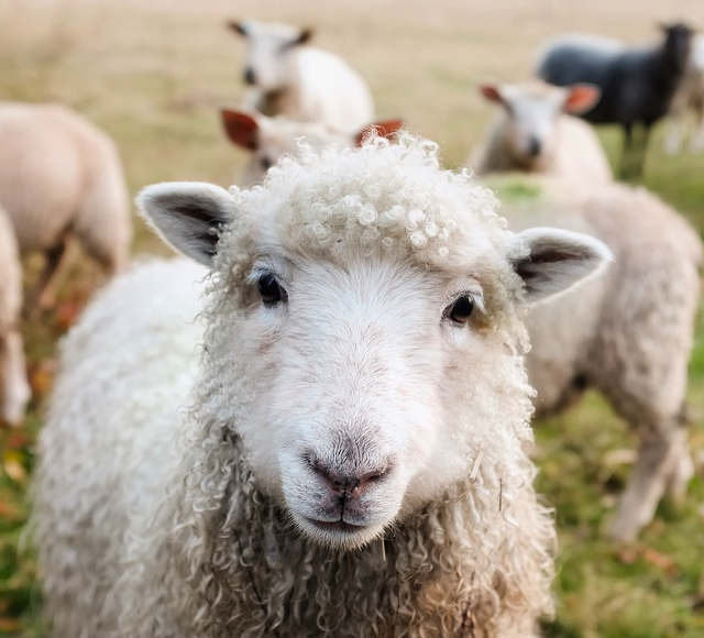 周公解梦做梦梦见绵羊