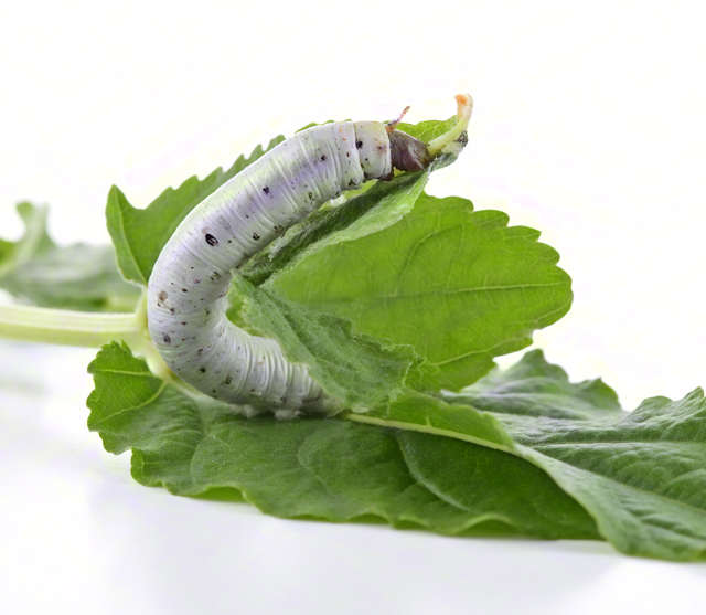 周公解梦做梦梦见蚕